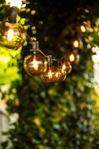 Festoon Light Sets
